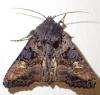 Euplexia lucipara